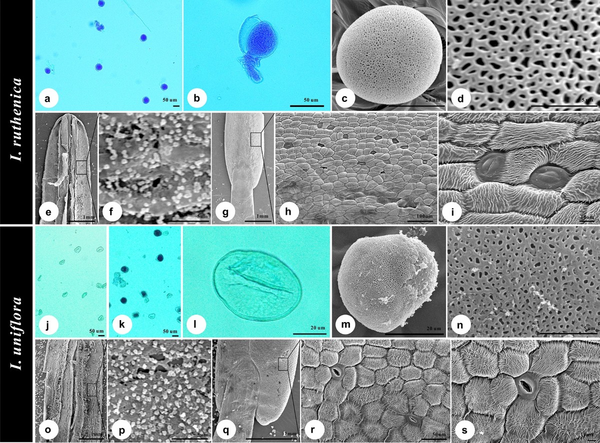 Comparative analysis of two Korean irises (Iris ruthenica and I. uniflora,  Iridaceae) based on plastome sequencing and micromorphology | Scientific  Reports