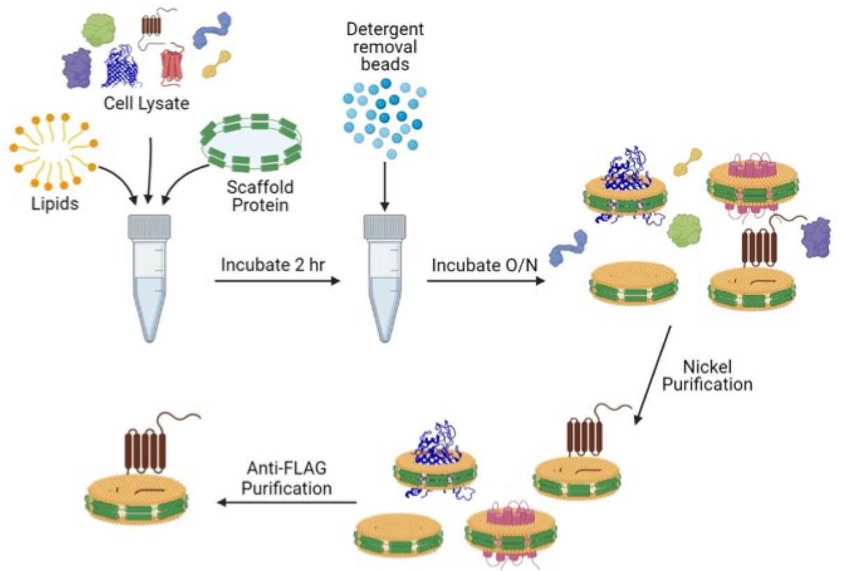 Purification of the full-length, membrane-associated form of the antiviral enzyme viperin utilizing nanodiscs | Scientific Reports purification-of-the-full-length-membrane-associated-form-of-the-antiviral-enzyme-viperin-utilizing-nanodiscs-scientific-reports