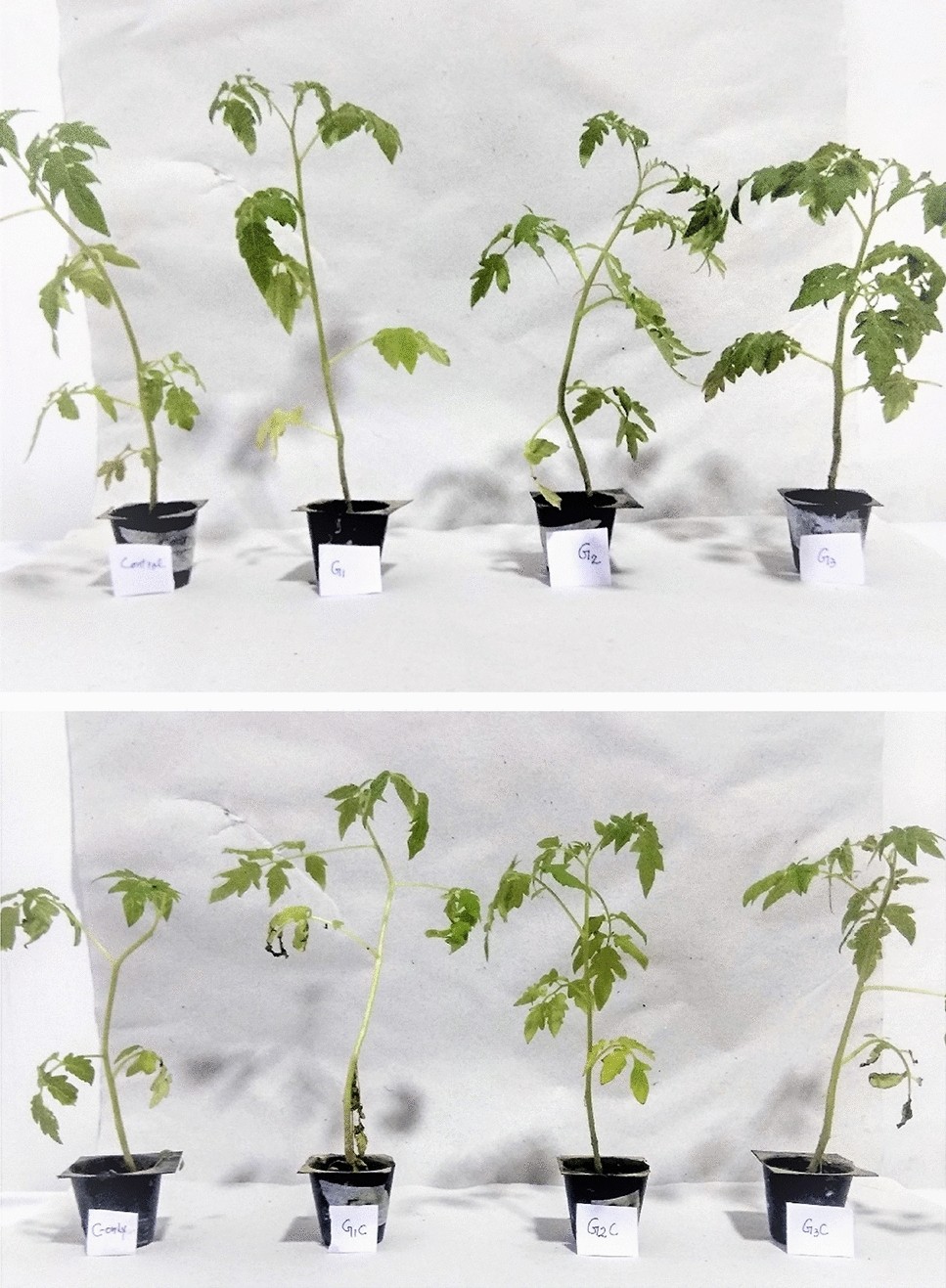 glutathione plants Glutathione improves low temperature stress tolerance in pusa sheetal  cultivar of Solanum lycopersicum