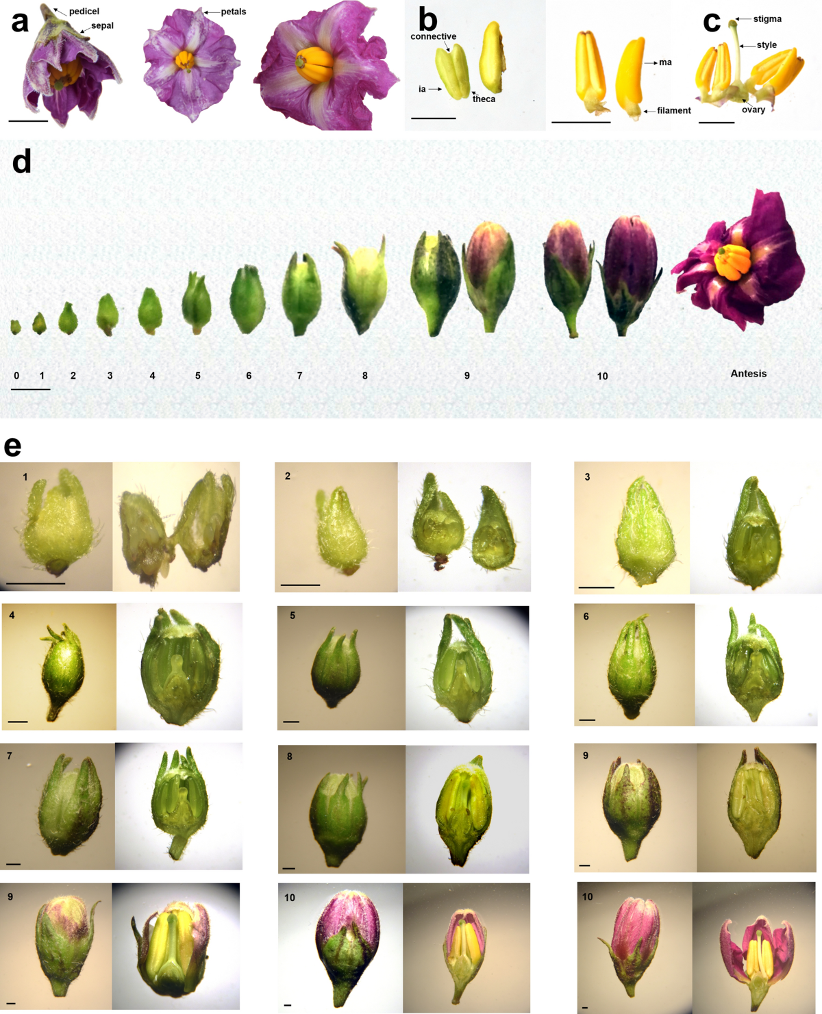 Morphological and anatomical characterization of yellow diploid potato  flower for effective breeding program | Scientific Reports