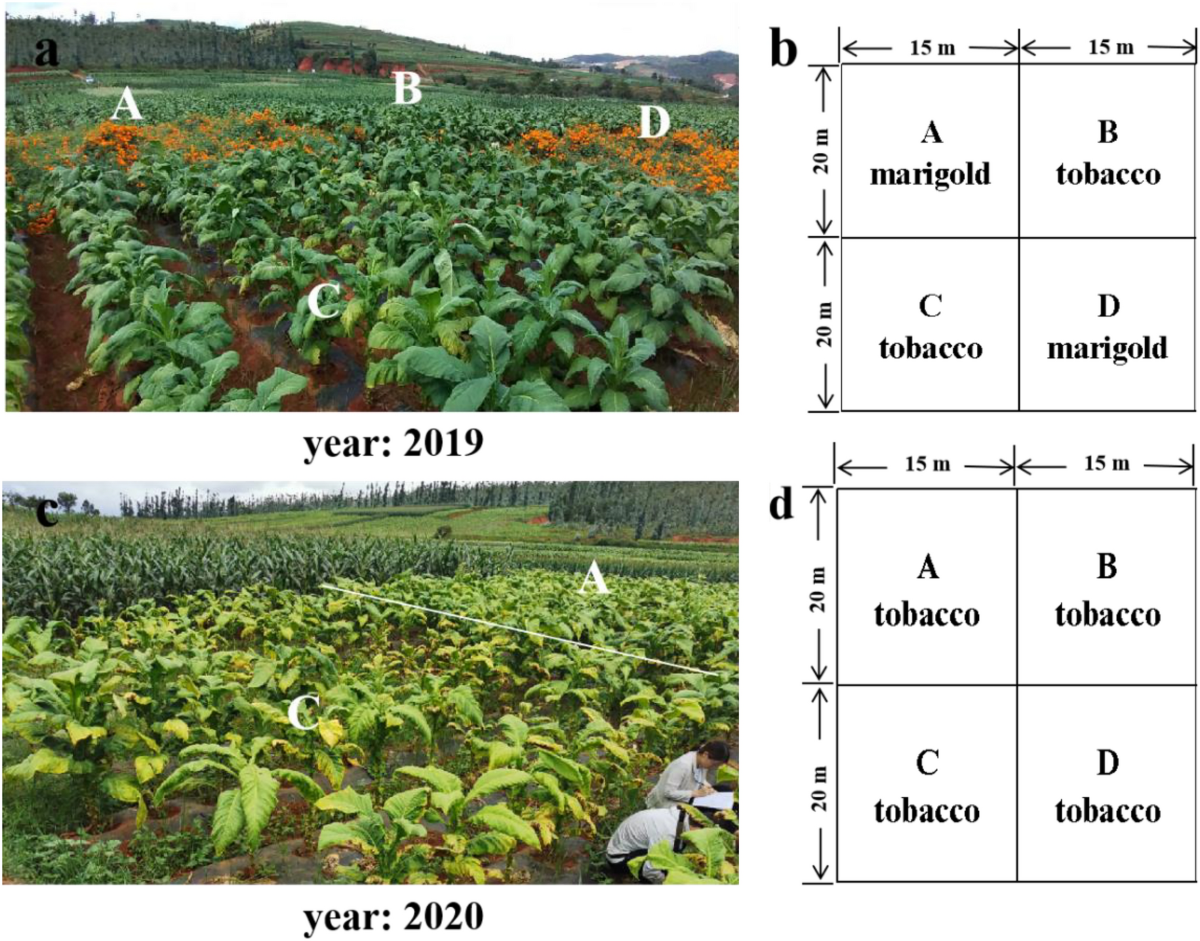 tobacco crop rotation Effect of marigold (Tagetes erecta L.) on soil microbial communities in  continuously cropped tobacco fields