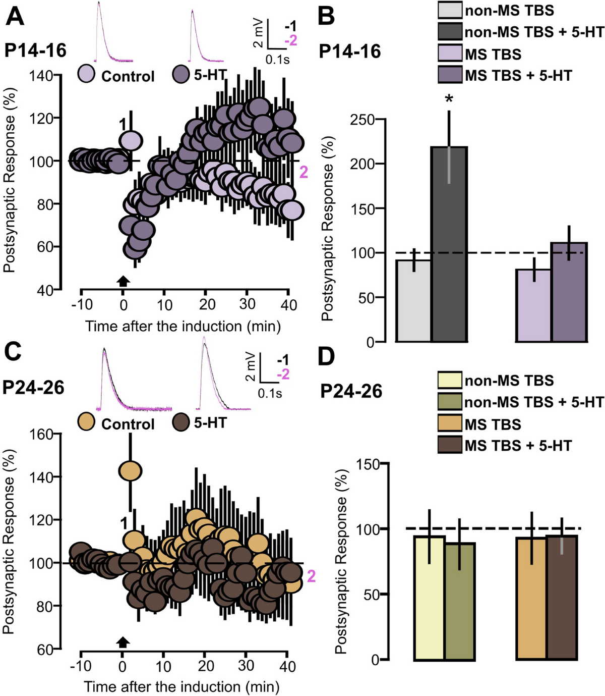 5-HT-dependent synaptic plasticity of the prefrontal cortex in postnatal  development | Scientific Reports, image size:1200x1379
