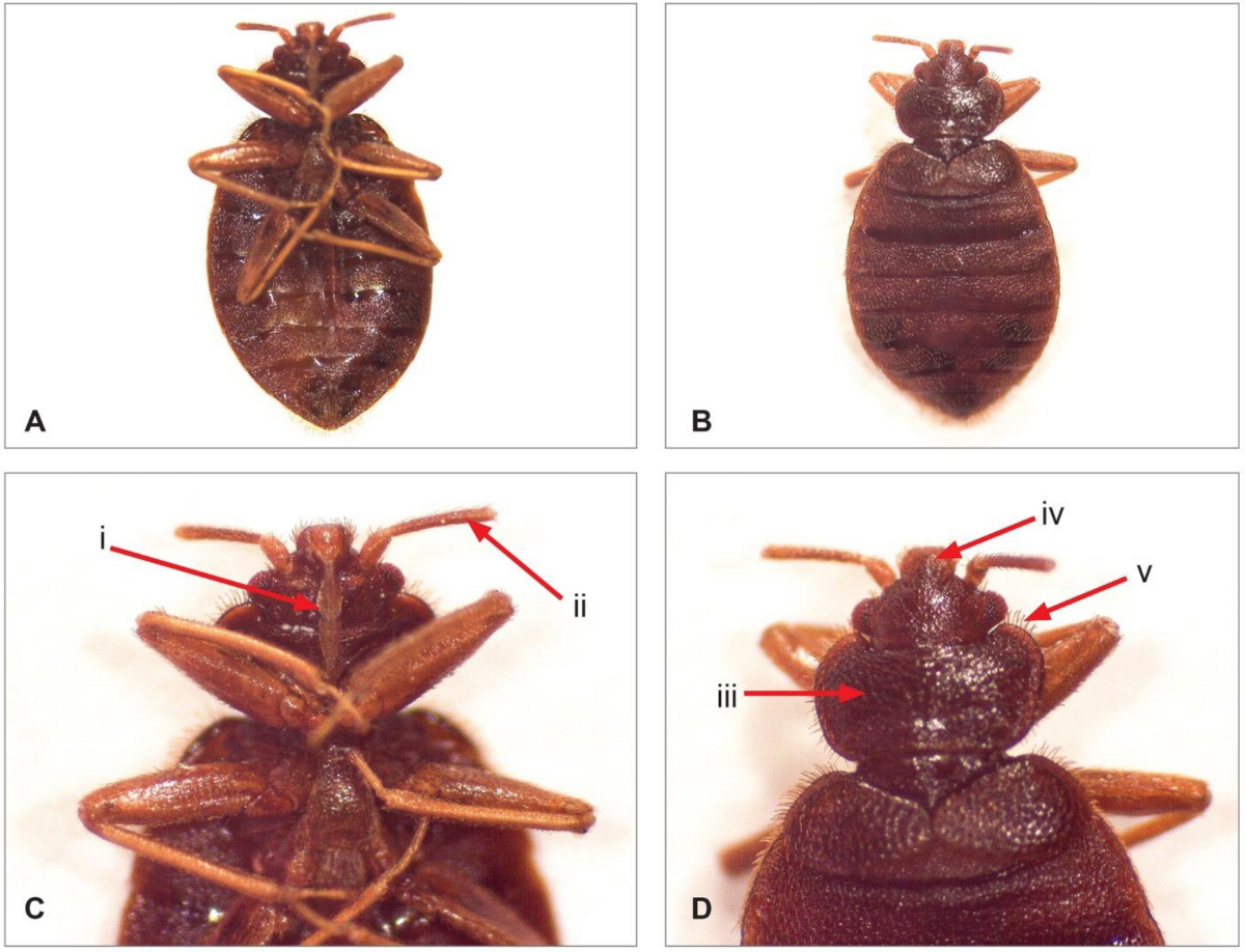 Household perception and infestation dynamics of bedbugs among residential  communities and its potential distribution in Africa