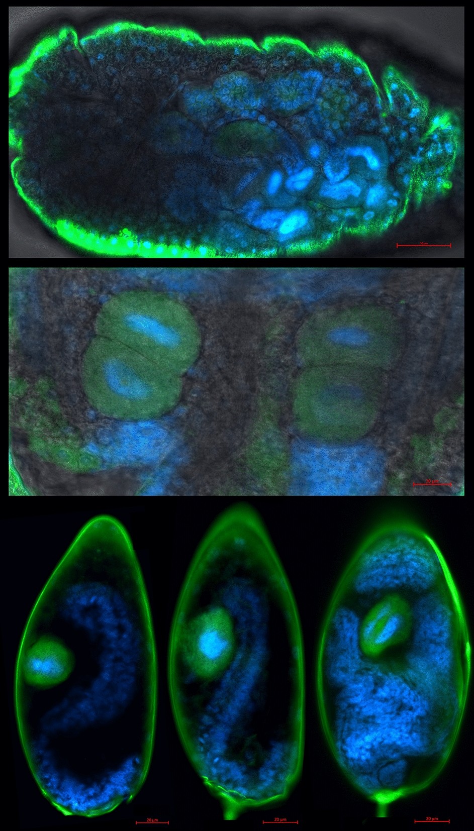 Plant-mediated rifampicin treatment of Bemisia tabaci disrupts but does not  eliminate endosymbionts | Scientific Reports, image size:943x1654