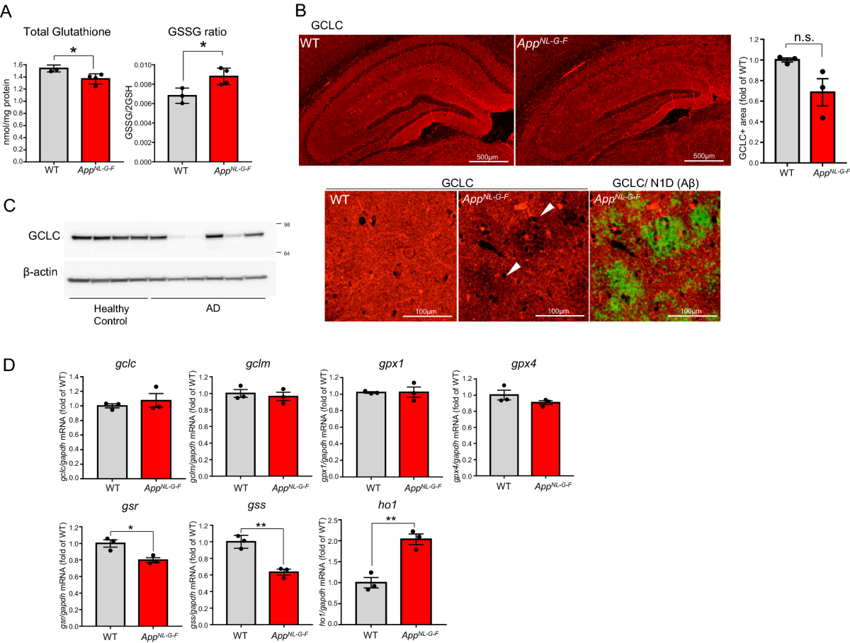 Neuronal glutathione loss leads to neurodegeneration involving gasdermin activation | Scientific Reports Neuronal glutathione loss leads to neurodegeneration involving gasdermin activation | Scientific Reports