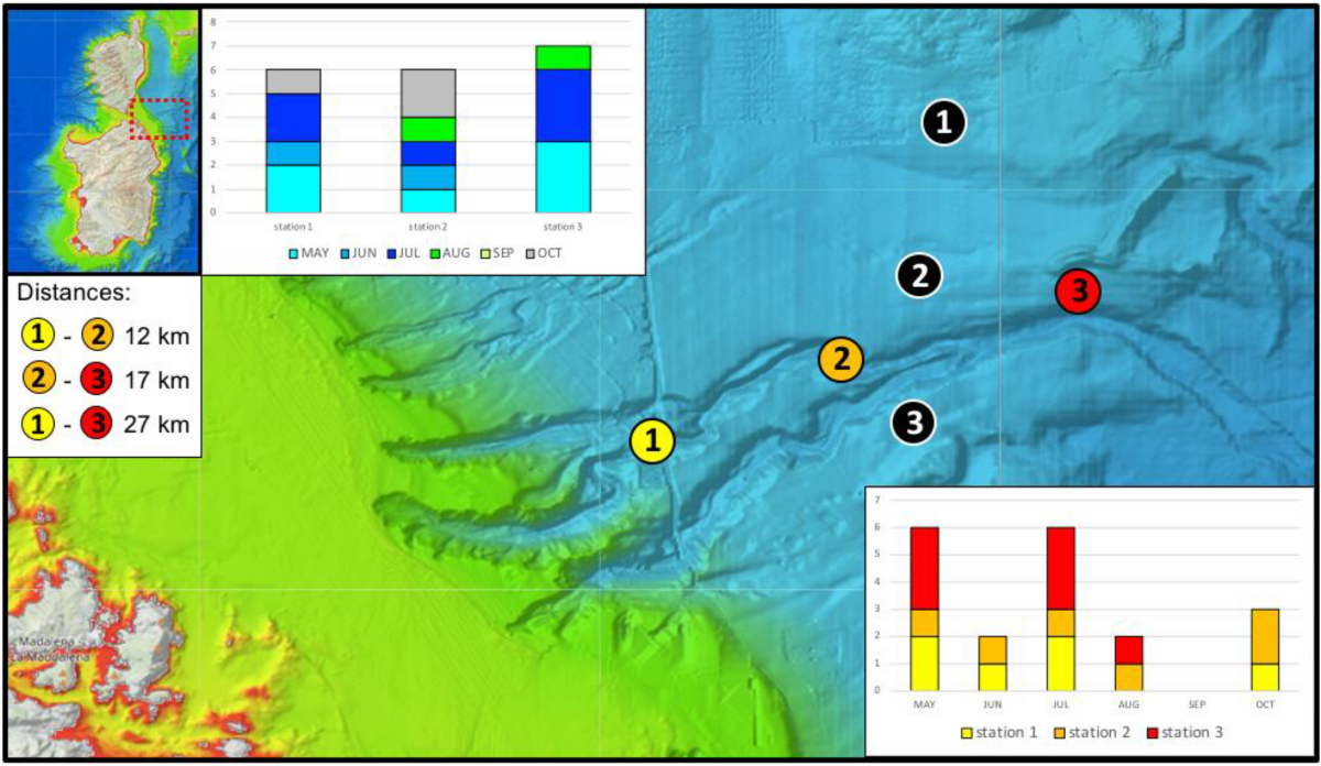 Tortellini at Midnight by Emiko Davies — a review by Thom Culcasi for Salt  Onion Moon — salt onion moon, image size:1200x696