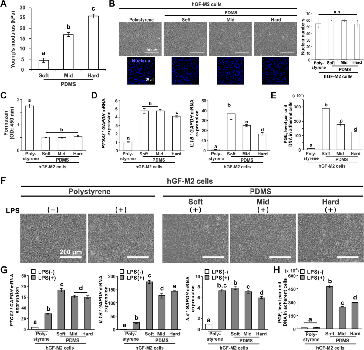 Substrate stiffness controls proinflammatory responses in human gingival  fibroblasts | Scientific Reports