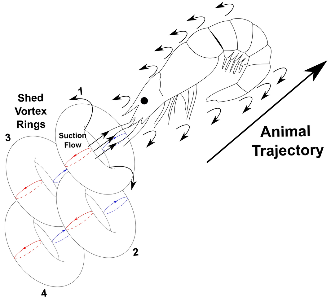 Hydrodynamics of the fast-start caridoid escape response in Antarctic krill, Euphausia superba | Scientific Reports