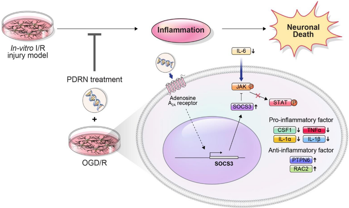 Therapeutic effects of polydeoxyribonucleotide in an in vitro neuronal  model of ischemia/reperfusion injury | Scientific Reports