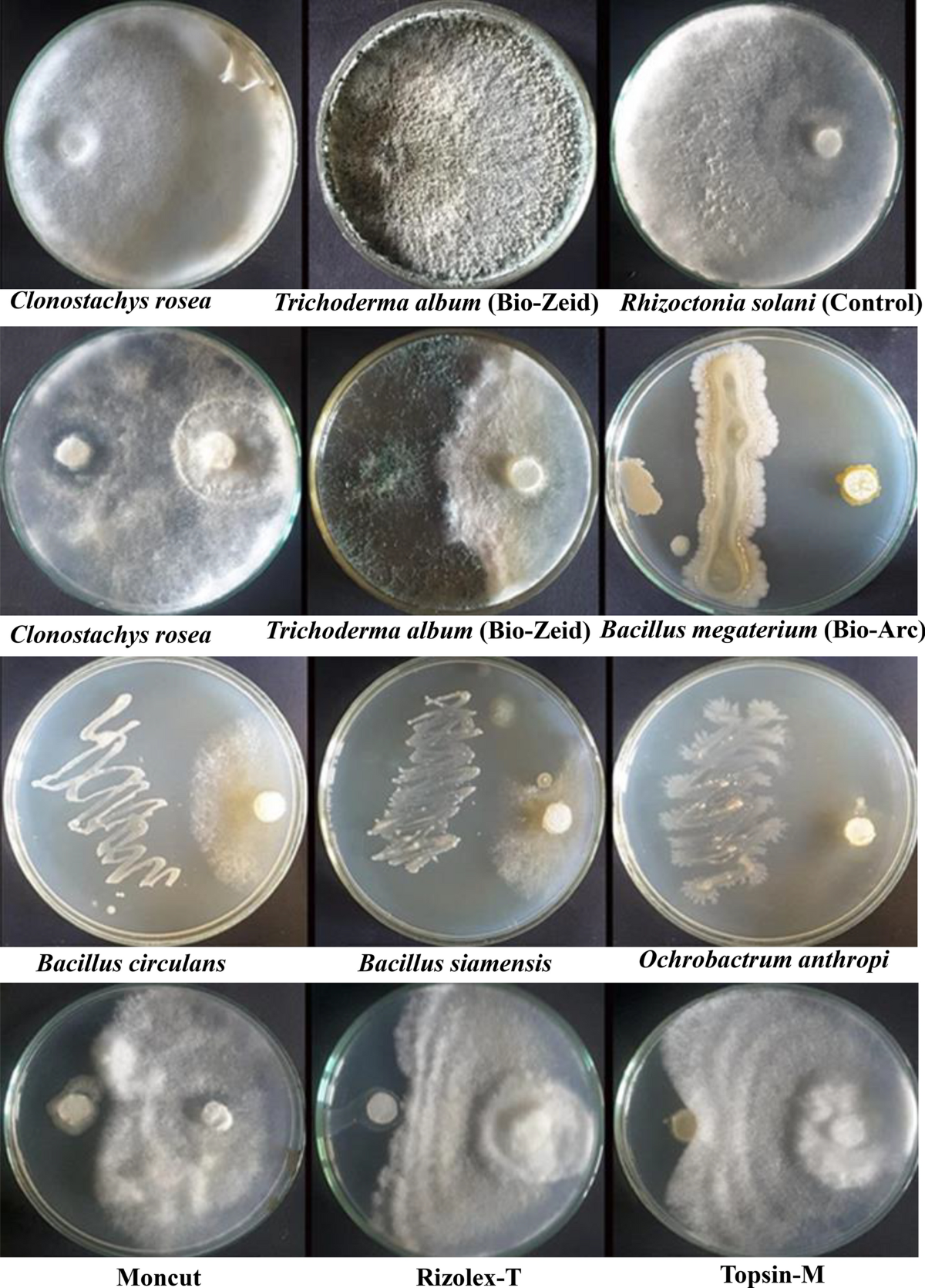 Characterization and control of Rhizoctonia solani affecting lucky bamboo  (Dracaena sanderiana hort. ex. Mast.) using some bioagents | Scientific  Reports