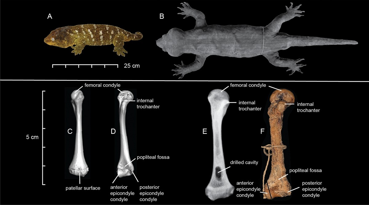 Reappraising the evolutionary history of the largest known gecko, the  presumably extinct Hoplodactylus delcourti, via high-throughput sequencing  of archival DNA