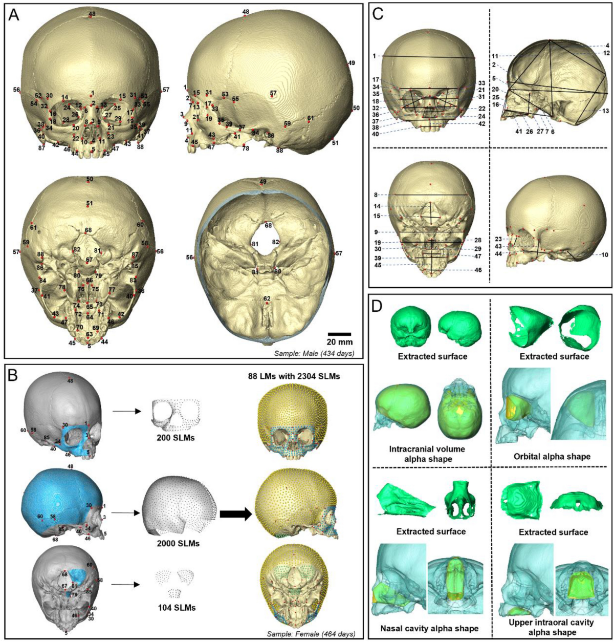 Normal human craniofacial growth and development from 0 to 4 years 