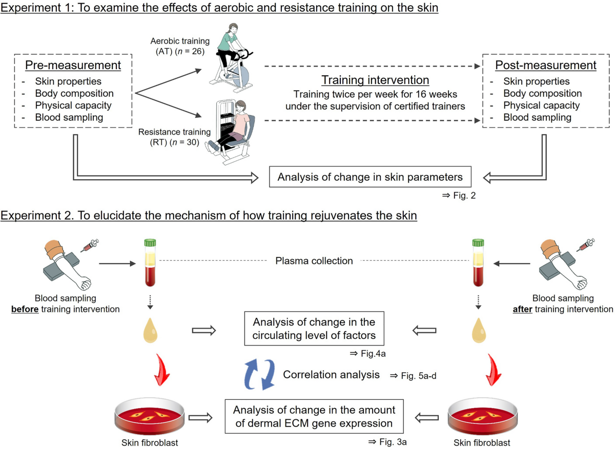 Resistance training rejuvenates aging skin by reducing circulating 