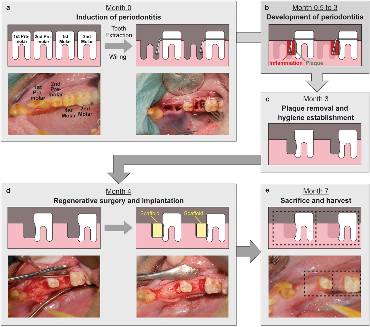 Affinity-selected heparan sulfate collagen device promotes periodontal  regeneration in an intrabony defect model in Macaca fascicularis |  Scientific Reports