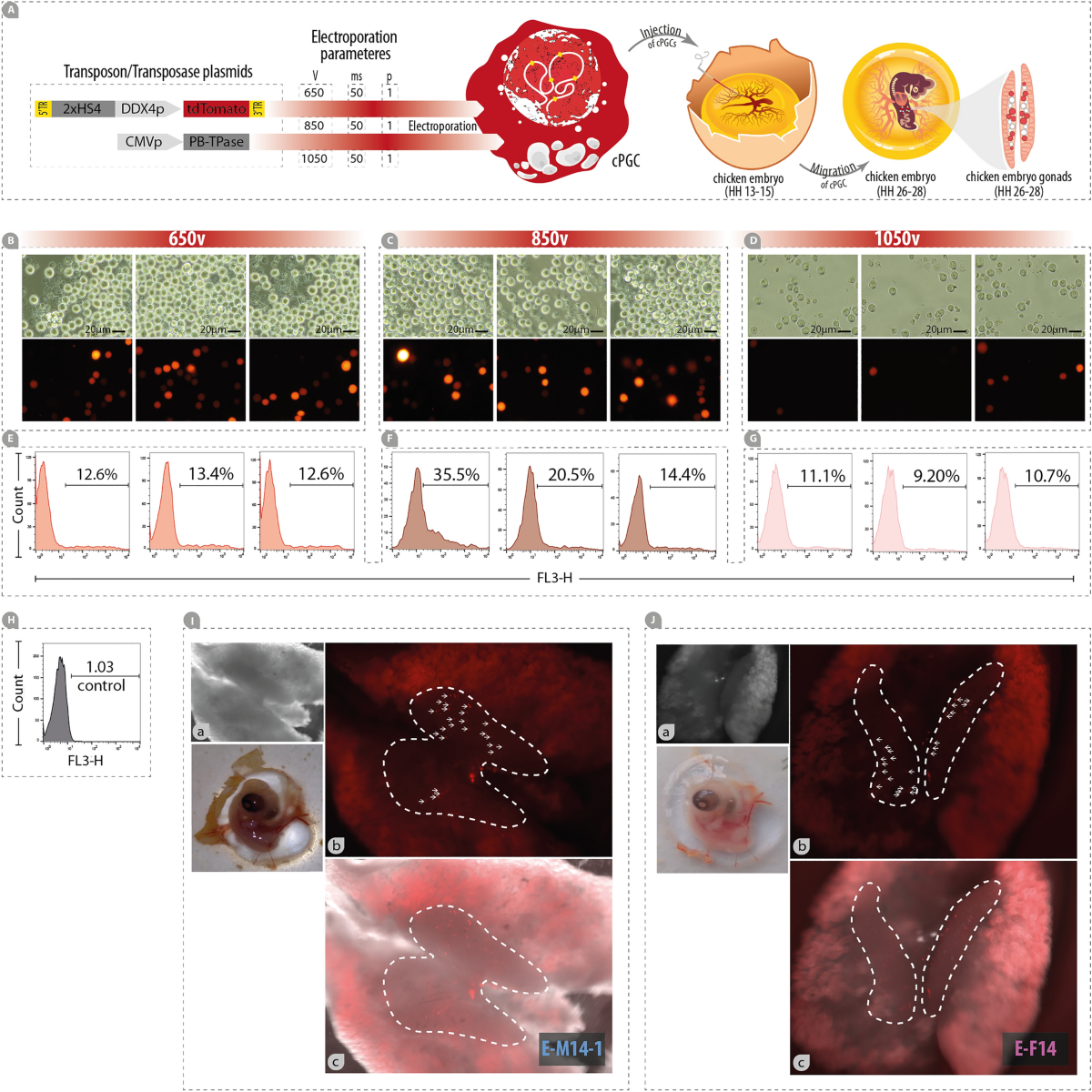 Enhanced cultivation of chicken primordial germ cells | Scientific Reports