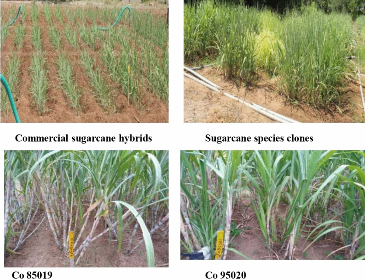 Products From Sugarcane