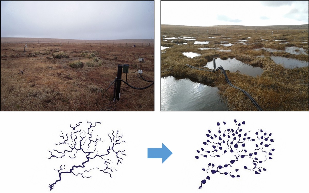 peatland restoration