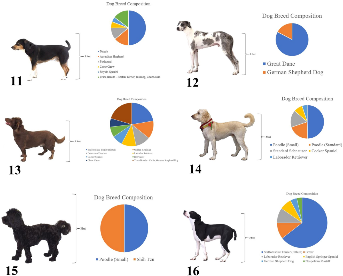 Veterinary education and experience shape beliefs about dog breeds 
