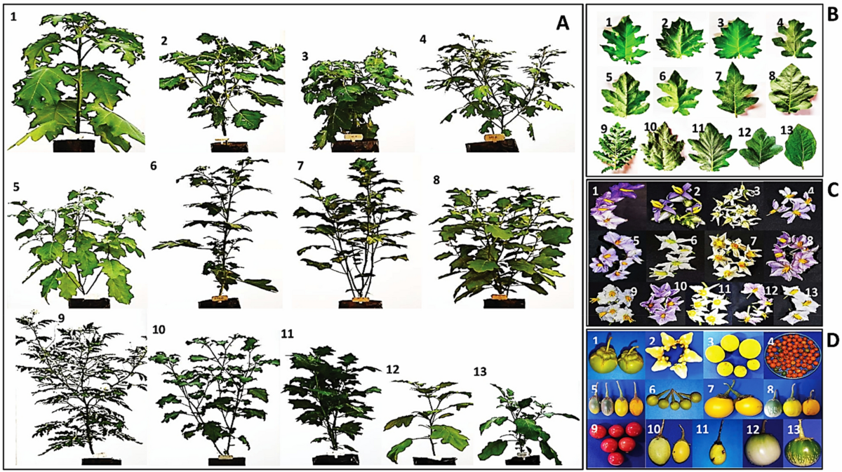 Deciphering phenotyping, DNA barcoding, and RNA secondary structure  predictions in eggplant wild relatives provide insights for their future  breeding strategies | Scientific Reports