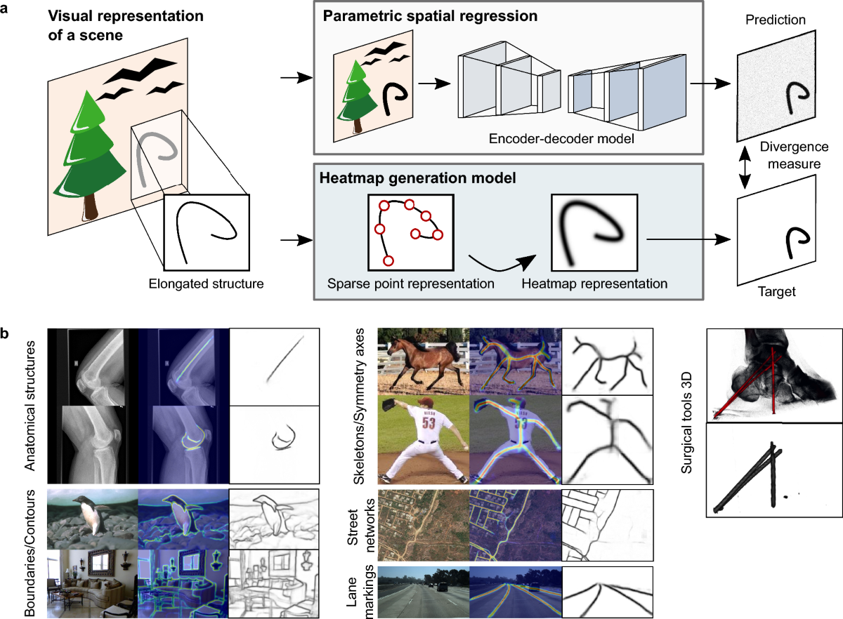 A principled representation of elongated structures using heatmaps |  Scientific Reports