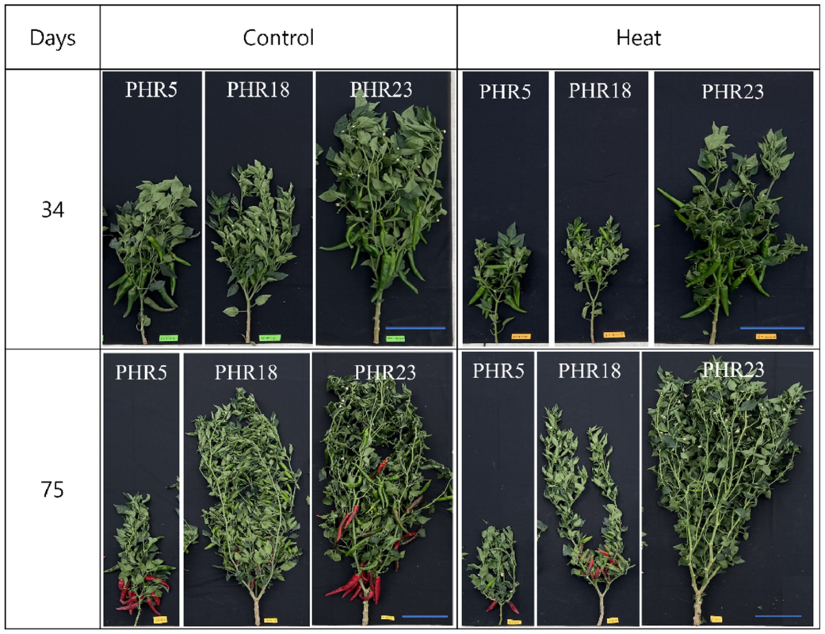 Comparative heat stress responses of three hot pepper (Capsicum annuum L.)  genotypes differing temperature sensitivity | Scientific Reports