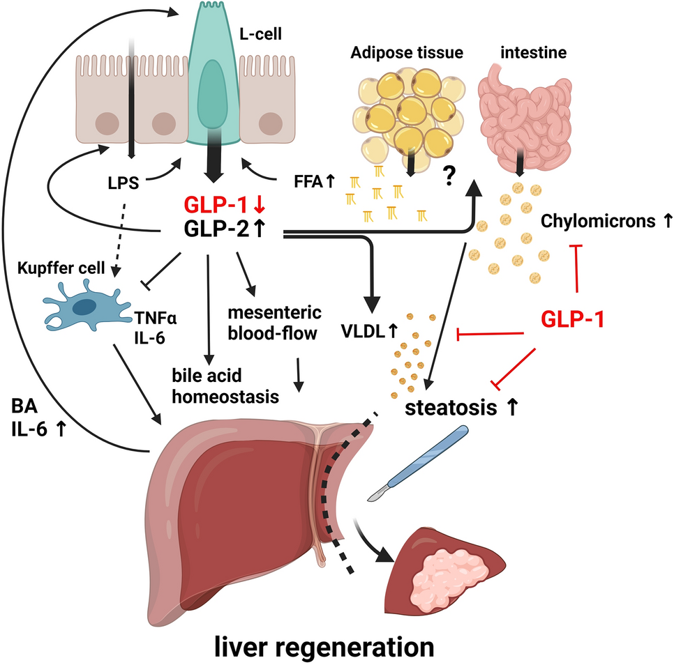 glp 1 for chronic inflammation Health Feed
