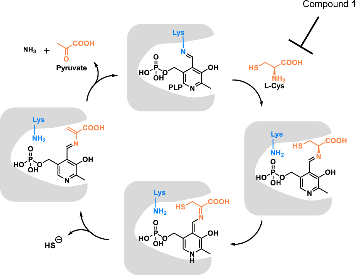 glutathione low in gram positive Full article: Effects of Glutathione on Antibiotic Susceptibility and  Resistance in Bacteria: A Comprehensive Review