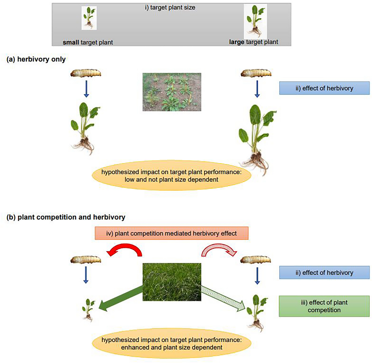 Synergistic effects of grass competition and insect herbivory on the weed  Rumex obtusifolius in an inundative biocontrol approach | Scientific Reports