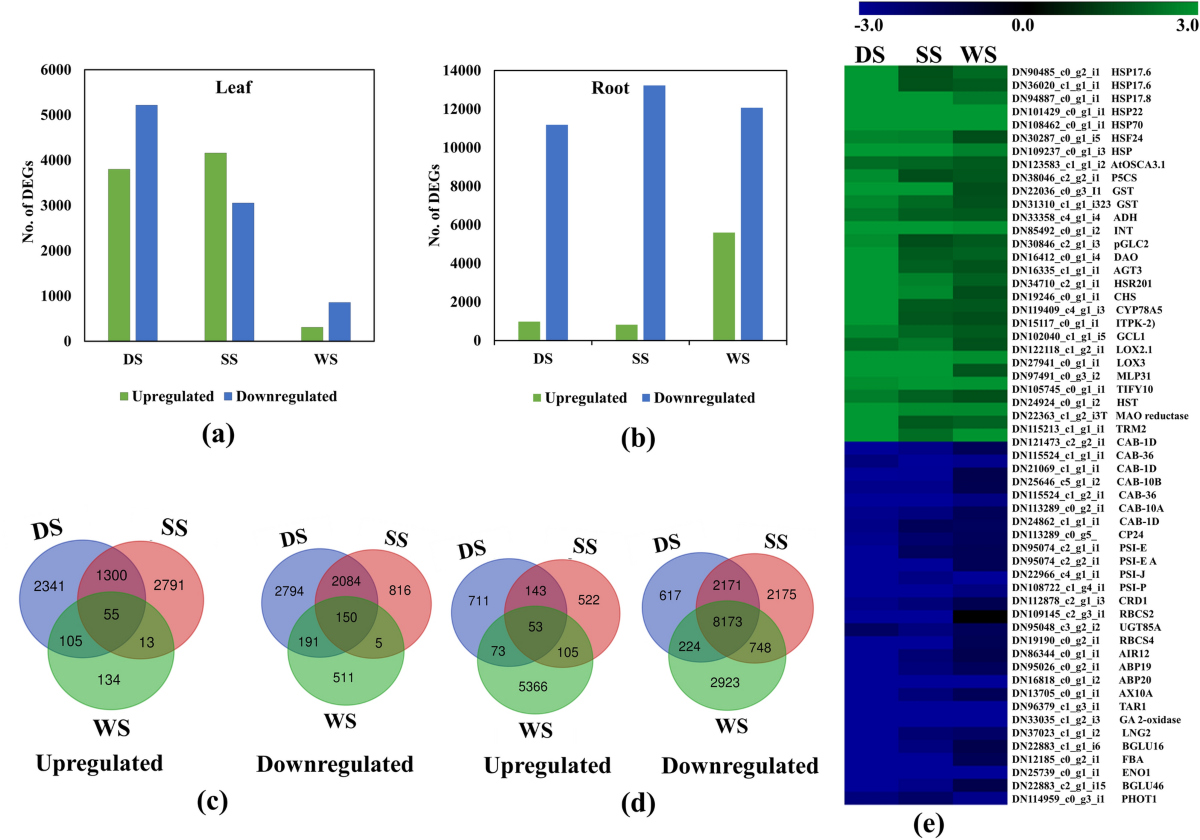 Genome-wide transcriptional profiling and physiological investigation  elucidating the molecular mechanism of multiple abiotic stress response in  Stevia rebaudiana Bertoni | Scientific Reports