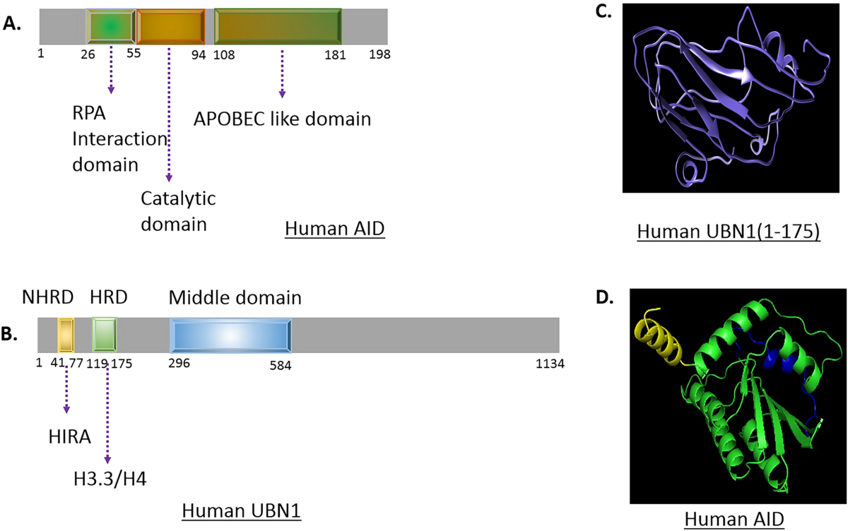Activation-induced cytidine deaminase an antibody diversification enzyme interacts with chromatin modifier UBN1 in B-cells | Scientific Reports activation-induced-cytidine-deaminase-an-antibody-diversification-enzyme-interacts-with-chromatin-modifier-ubn1-in-b-cells-scientific-reports