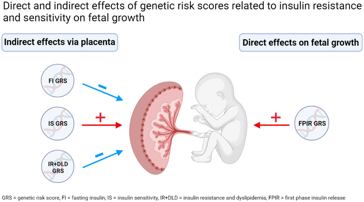 The influence of insulin related genetic variants on fetal growth ...