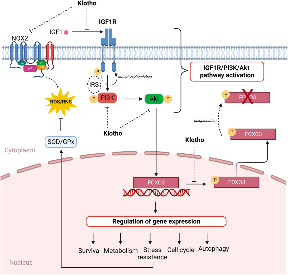 liposomal glutathione nafld  Is Glutathione Good for Liver Health? Exploring Its Benefits, Uses, and  Side Effects