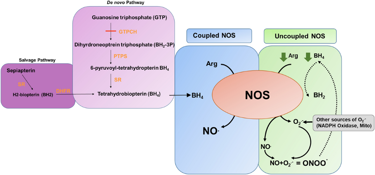 bh4 nitric oxide glutathione BH4 supplementation reduces retinal cell death in ischaemic retinopathy