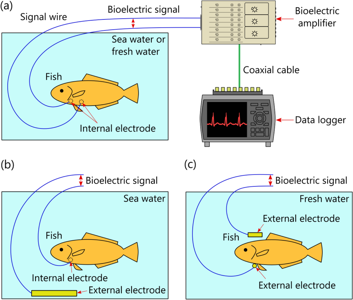 Method for obtaining reliable R-waves in fish electrocardiograms by  utilizing conductivity of seawater | Scientific Reports