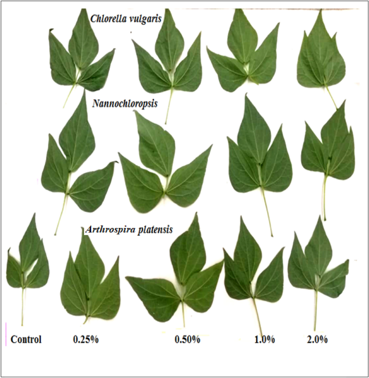 chlorella glutathione Impact of Chlorella vulgaris, Nannochloropsis salina, and Arthrospira  platensis as bio-stimulants on common bean plant growth, yield and  antioxidant capacity