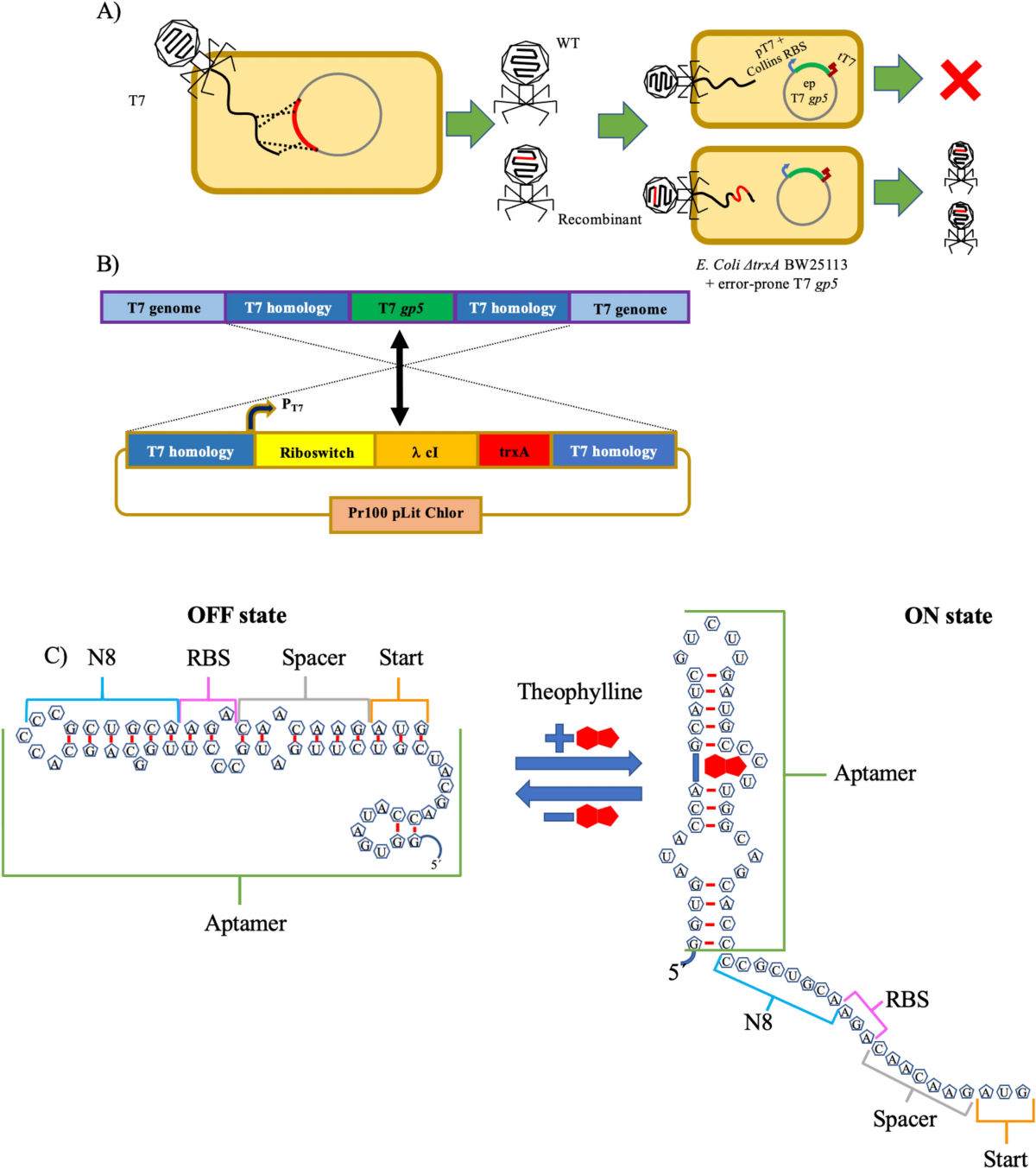 T7 phage-assisted evolution of riboswitches using error-prone replication  and dual selection | Scientific Reports