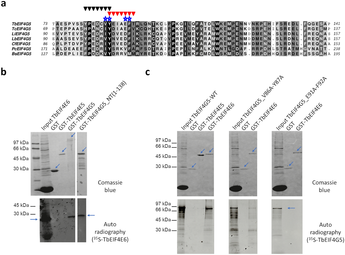 Structural analysis of the Trypanosoma brucei EIF4E6/EIF4G5 complex reveals  details of the interaction between unusual eIF4F subunits | Scientific  Reports