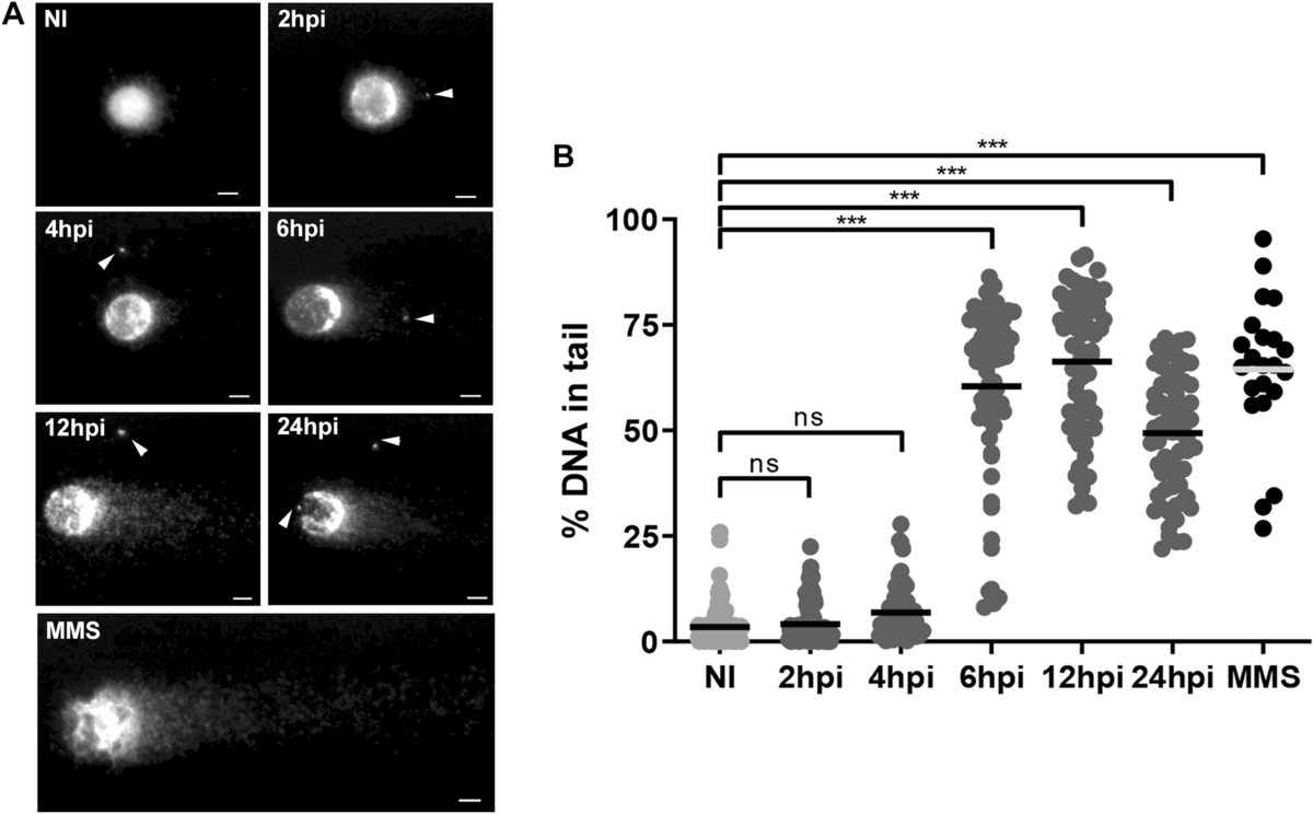 High‐throughput screening identifies bazedoxifene as a potential  therapeutic for dysferlin‐deficient limb girdle muscular dystrophy - Bruge  - 2025 - British Journal of Pharmacology - Wiley Online Library, image size:1200x744