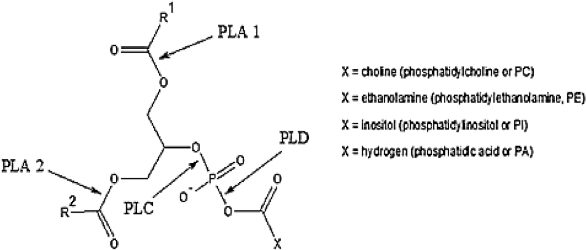 case-study-of-chemical-and-enzymatic-degumming-processes-in-soybean-oil-production-at-an-industrial-plant-scientific-reports