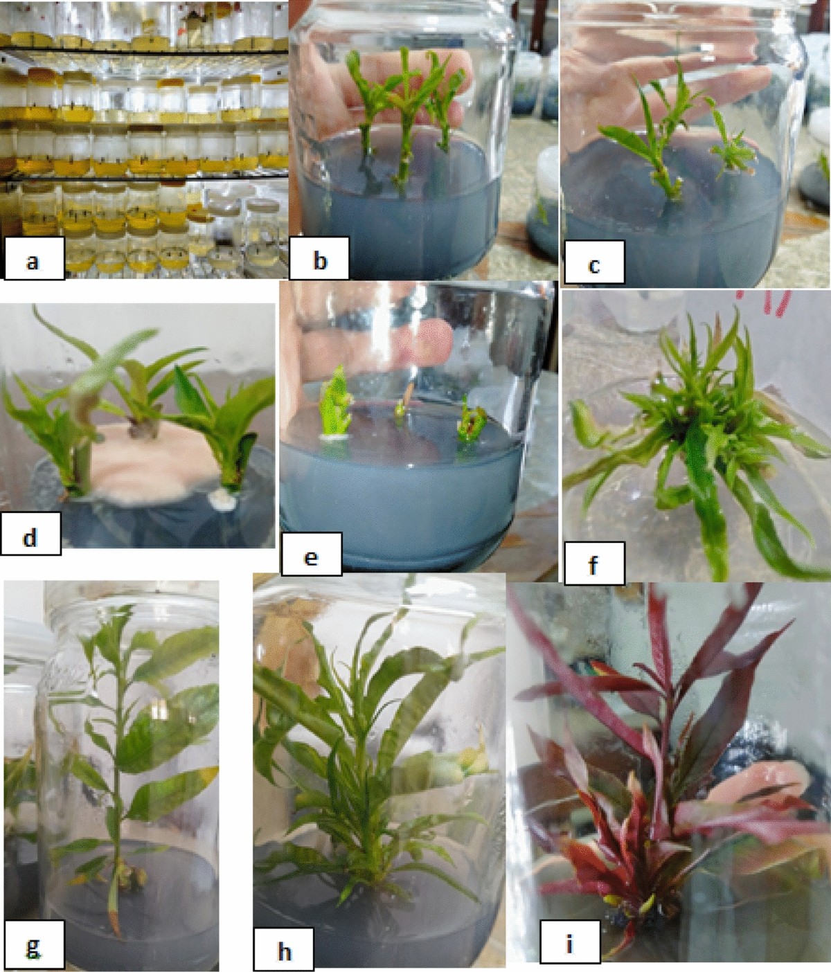 Comprehensive study on in vitro propagation of some imported peach  rootstocks: in vitro explant surface sterilization and bud proliferation |  Scientific Reports, image size:1200x1404