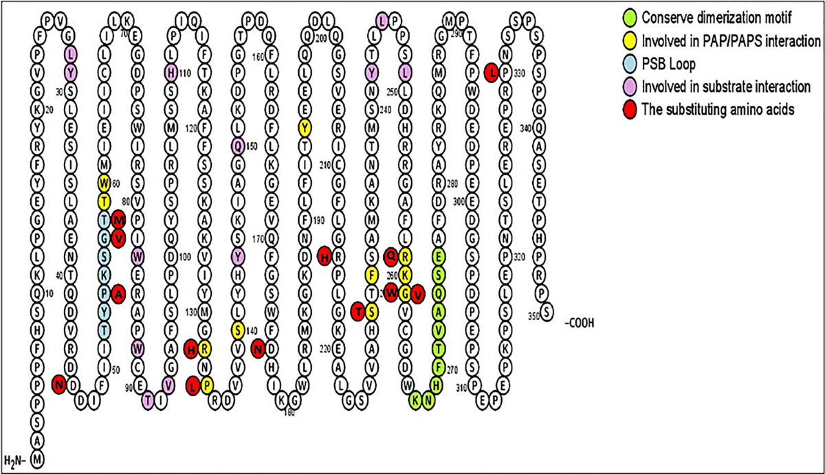 The role of genetic polymorphisms in the sulfation of pregnenolone by human cytosolic sulfotransferase SULT2B1a