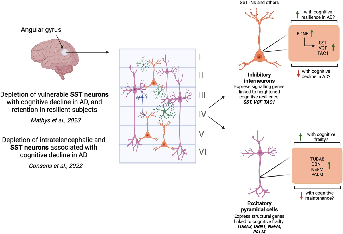 Interrogation of the human cortical peptidome uncovers cell-type specific  signatures of cognitive resilience against Alzheimer's disease