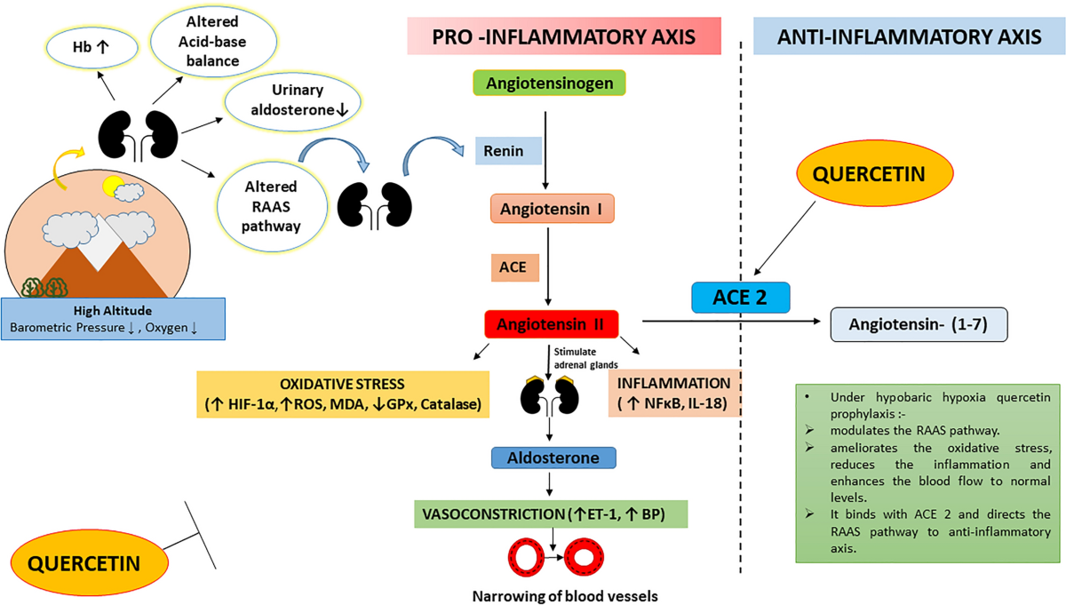 glutathione adducts quercetin An essential difference in the reactivity of the of the structurally closely related flavonoids monoHER and Quercetin affects glutathione levels and