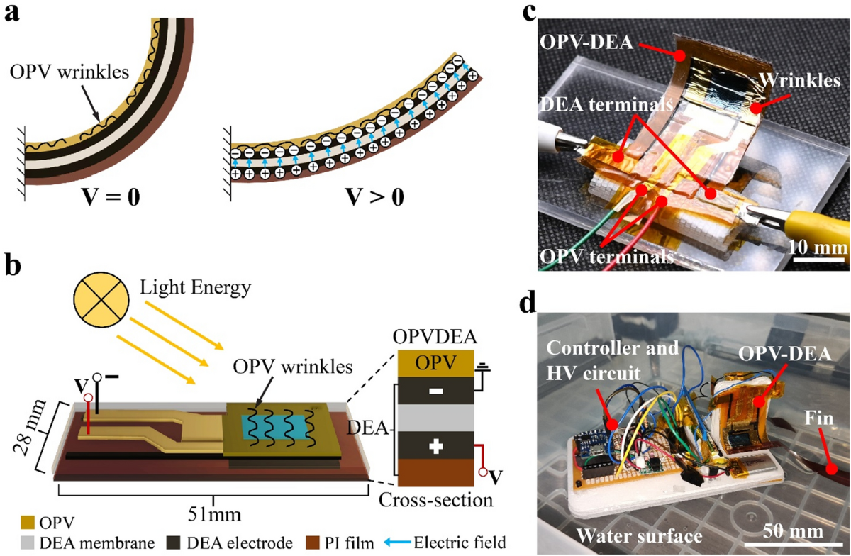 Functional soft robotic composites based on organic photovoltaic and  dielectric elastomer actuator