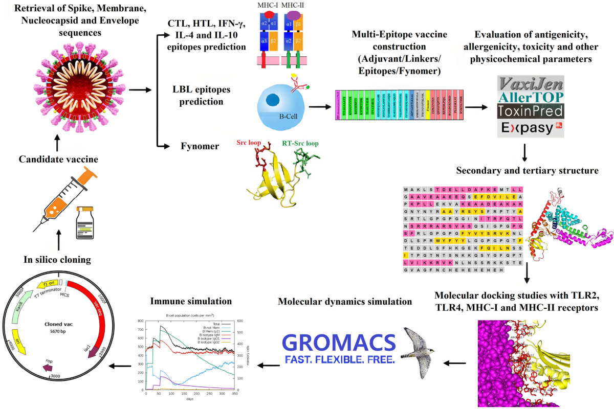 Immunoinformatics design of a structural proteins driven multi-epitope  candidate vaccine against different SARS-CoV-2 variants based on fynomer |  Scientific Reports