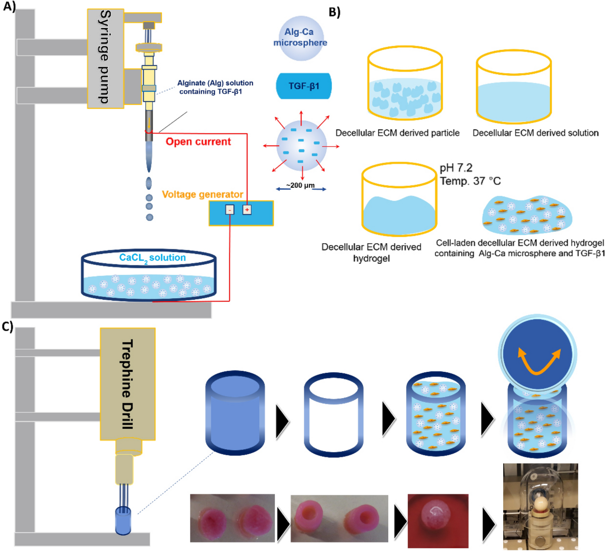 Cartilage tissue engineering using decellularized biomatrix hydrogel  containing TGF-β-loaded alginate microspheres in mechanically loaded  bioreactor | Scientific Reports
