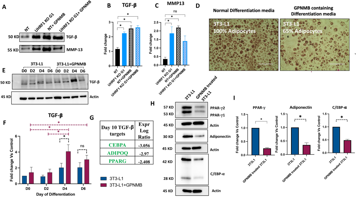The E3 ubiquitin-protein ligase UHRF1 promotes adipogenesis and  