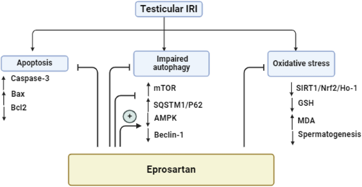 what is liposomal glutathione used to treat Frontiers
