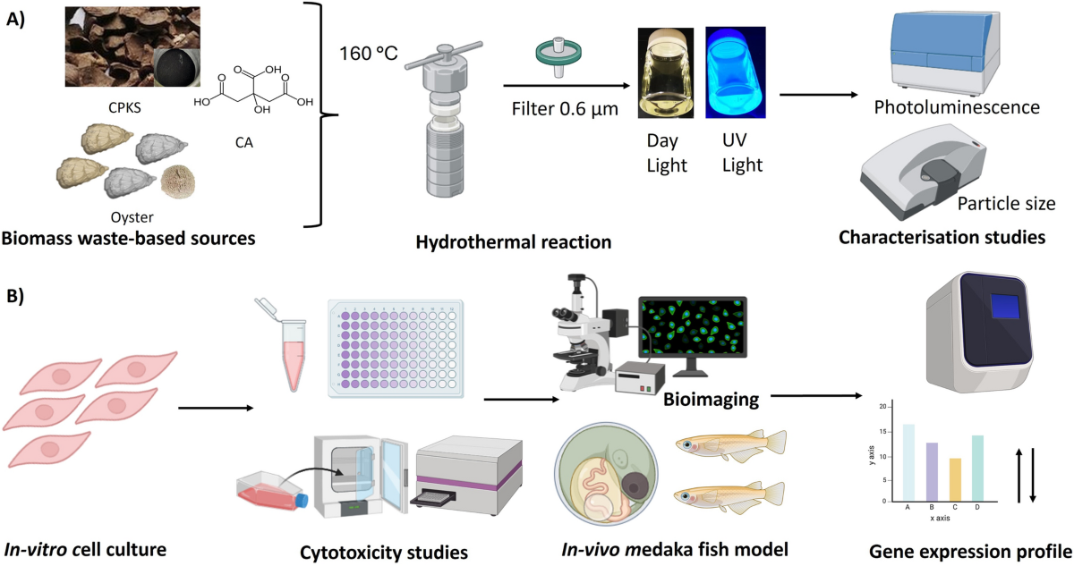 Biomass-derived carbon dots as fluorescent quantum probes to visualize and modulate inflammation