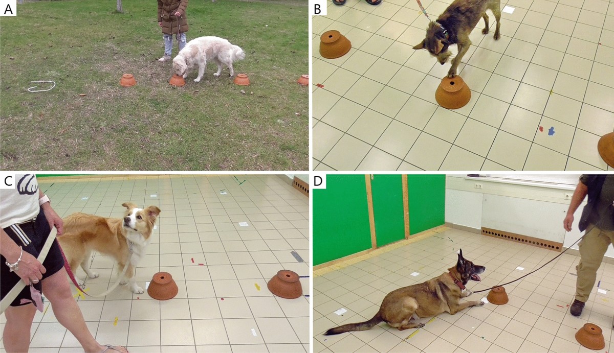Success in the Natural Detection Task is influenced by only a few factors  generally believed to affect dogs olfactory performance  Scientific  Reports